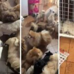 Police rescue more than 70 dogs inside a 3-bedroom residence