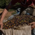 Why is Brazil, the world’s largest coffee producer, changing its beans? Understands
