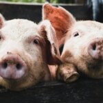 Japan and Mexico…the first countries to close their doors to Spanish pigs after the first case of African swine fever