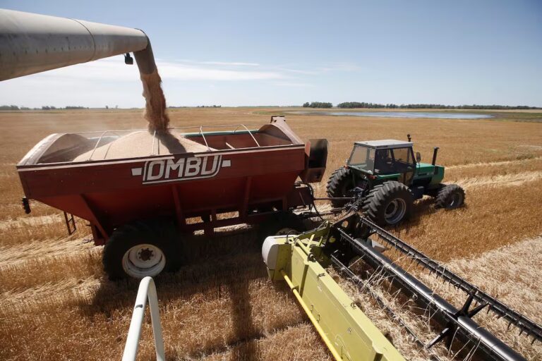 cosecha-de-trigo-en-la-estancia-la-mora-zona-de-H47RW56FONFUXOC3UUIA64BJC4.jpg