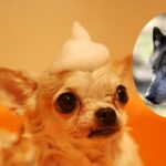 A study in the United States of America reveals the amount of wolves present in dog breeds