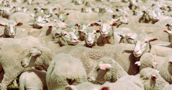 Reported boom in Uruguayan wool sector — MercoPress