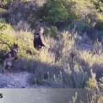 Catalonia requests the intervention of the UME’s Hunting Control Unit to stop African swine fever