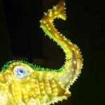 He was fined €750 for riding one of the Christmas “elephants” in Salamanca