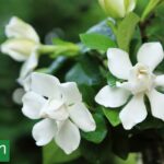 Jasmine, which few know but tempts those who have only a small space