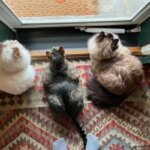 Understanding why cats meow more at humans