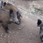 It has not been discovered in Spain since 1944