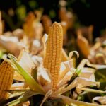 Basic tips for continuing to grow corn