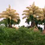 Discover the rare palm trees that took 70 years to flourish in Rio and are now entering their final cycle