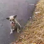 He saw something moving in the middle of the road, he stopped to see what it was and surprised everyone with his gesture.