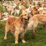 Where and when to meet Golden Retriever dogs in Argentina seeking to achieve a world record