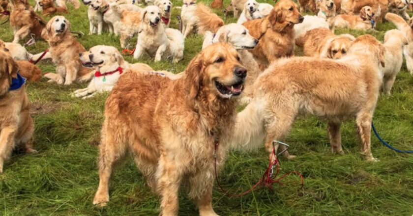 Where and when to meet Golden Retriever dogs in Argentina seeking to achieve a world record