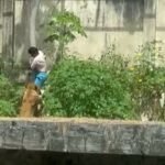 A man was killed by a lioness after breaking into the cat enclosure at the zoo in PB