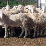 Livestock farmers do not rule out mobilization in Castilla-La Mancha due to the “inaction” of the junta on the Blue Tongue