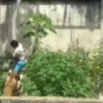 Lioness who killed man in Joao Pessoa was ‘in shock’ and ‘stressed’, vet says