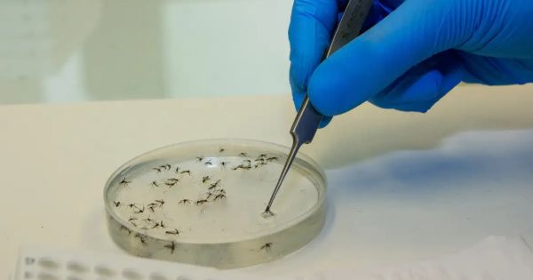 Mosquito factory hopes to solve dengue crisis — MercoPress
