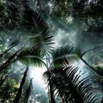 Leonardo POV: The Dream of Chico Mendes