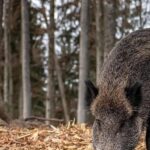 The General Government organizes the capture of potentially infected wild boars with swine fever in Collserola (Barcelona)