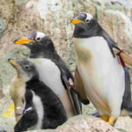 Loro Parque says goodbye to Europe’s oldest Gentoo penguin at the age of 40