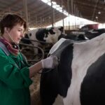 Preventing hypocalcemia improves livestock profit and health | Dino