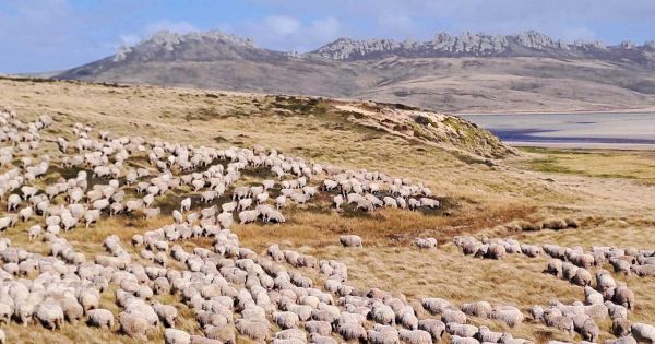 normal sheep, cattle, farm shortage – MercoPress