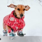 “We tend to assume that their fur is enough.”