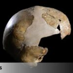 Skhul the First, the girl who lived 140,000 years ago and who is rewriting the history of first contact between Neanderthals and Homo sapiens.