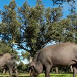 Castile and Leon sector, “expected” and “concerned” about the resurgence of swine fever