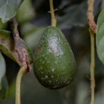 The price of avocados continues to rise. Blame it on dope inflation