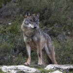 “They know which wild boars are sick and they hunt them”