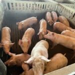 “It could lead to the slaughter of entire pig farms.”