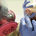 the seven hypotheses on the origin of African swine fever in Spain