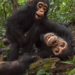Did the person have anyone to follow him? The study found that wild chimpanzees consume much more alcohol than expected