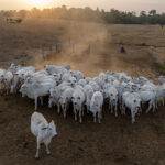 Parra postpones the duty to inspect livestock until 2030 – 04/12/2025 – Environment