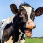 They want to impose a tax on cow flatulence: “Unbelievable”