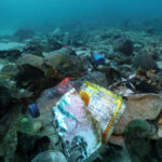 Nearly half of aquatic environments are highly polluted – 01/12/2025 – Environment