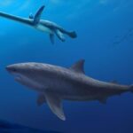 A 115-million-year-old shark discovered in Australia – 06/12/2025 – Science