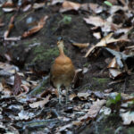 A bird discovered in the Amazon that resembles the extinct dodo – 03/12/2025 – Science