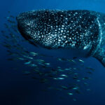 Sharks and rays gain greater protection against trade – 03/12/2025 – Environment