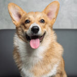 Bradesco Seguros will enter the pet market in 2026 – 03/12/2025 – Market