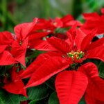 How to care for a poinsettia so that it lasts perfectly throughout Christmas: "Apples, bananas and tomatoes accelerate their leaf fall"