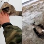 Hunters rescue a deer trapped in the ice in Siberia – 04/12/2025 – Animals