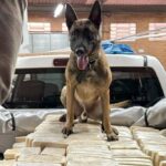 Federal Police find 613 kg of cocaine in a hideout in South Carolina – 05/12/2025 – Daily Life