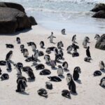 62,000 penguins die of starvation on the coast of South Africa – 05/12/2025 – Environment