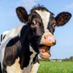 Composition: Theme “The Cow”