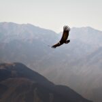 Amazing video of 90 Andean condors together in Mendoza