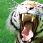 India arrests one of the most dangerous tiger parts dealers in the world