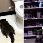 Raccoon gets drunk in Virginia liquor and ends up drunk and passed out in the bathroom