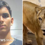 “It was an expected tragedy”: The young Brazilian who died after entering the lion enclosure at the zoo in Brazil