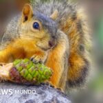 Animals that defy death with their ability to ingest poison from other species